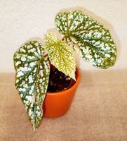 Begonie Snow Capped Variegata