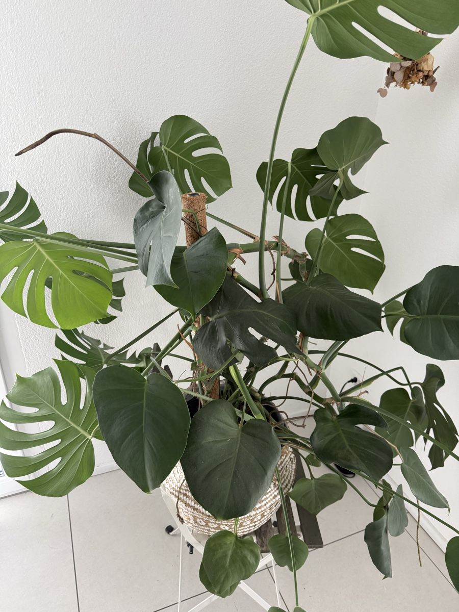 Plantes & graines: Grosse Monstera delicioso – D'occasion à Emmenbrücke par con_22xh 2