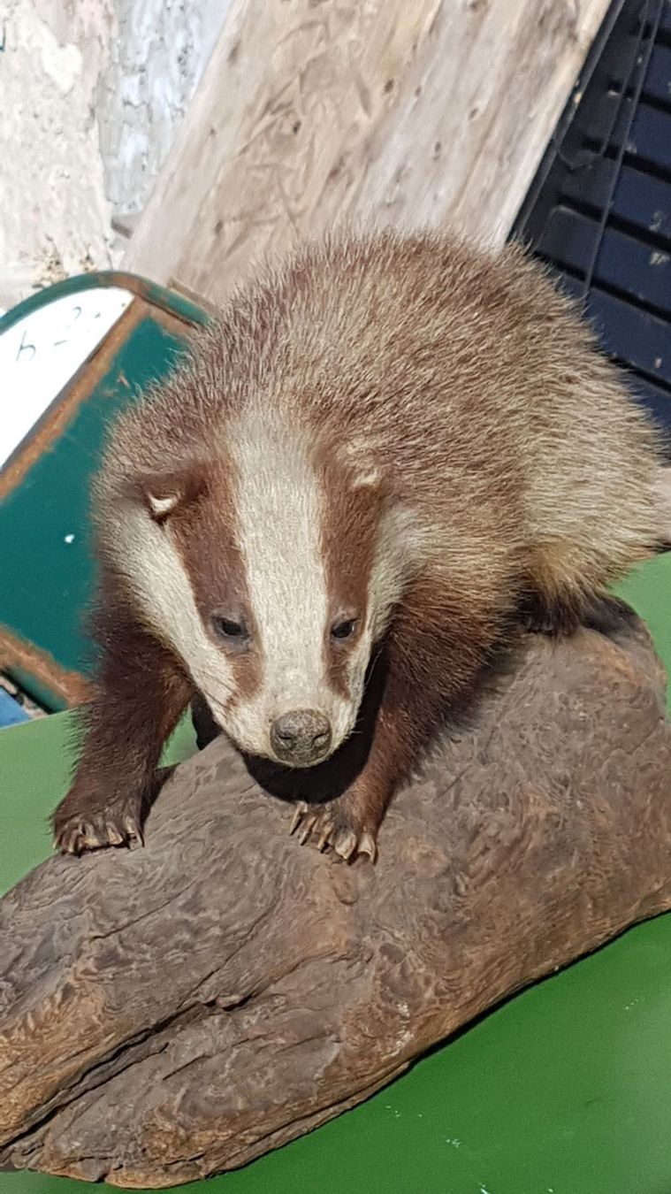 Il mondo degli animali: Dachs – Usato da Sils im Domleschg venduto da platin01 5