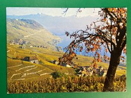 Les vignobles de Lavaux entre Vevey et Lausanne