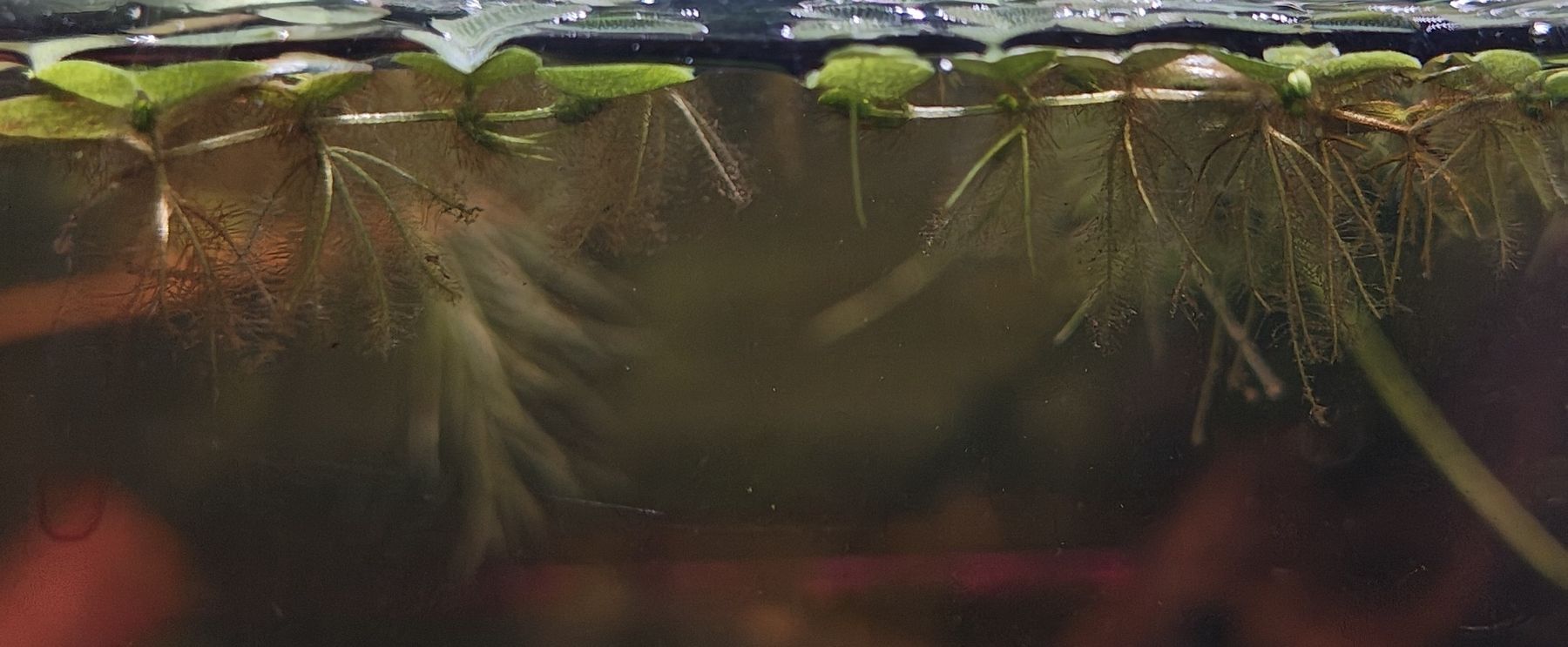 Plantes & graines: Schwimmfarn – Neuf (Voir description) à Bösingen par JaneZXR 1