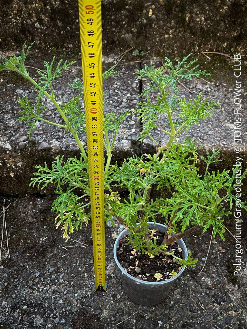 Plantes & graines: Pelargonium Graveolens - Duftpelargonium – Neuf avec emballage d'origine à Adliswil par astom369 3