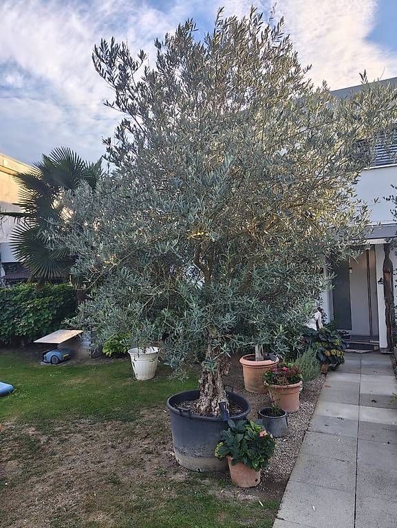 Plantes & graines: Wunderschöner Olivenbaum winterhart  – D'occasion à Stein am Rhein par har_pw2m