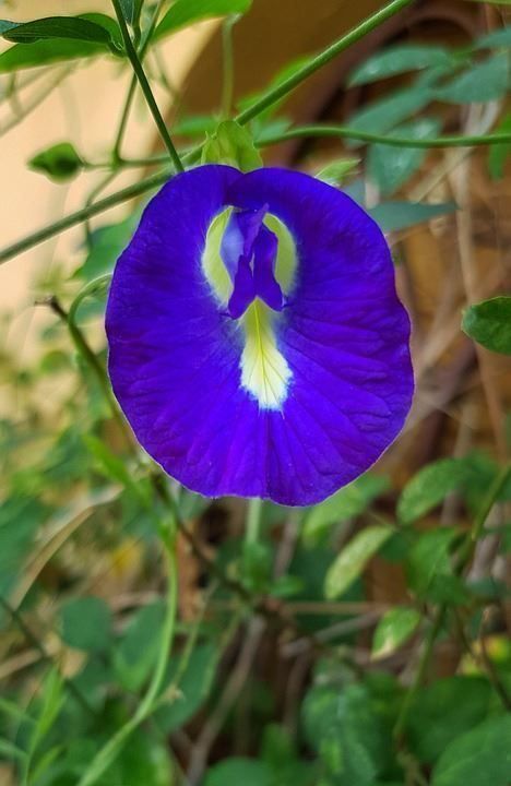 Piante & sementi: Clitoria ternatea ! Thé Bleu ! 3g – Nuovo (secondo la descrizione) da Bremblens venduto da FIBONACCI369 3