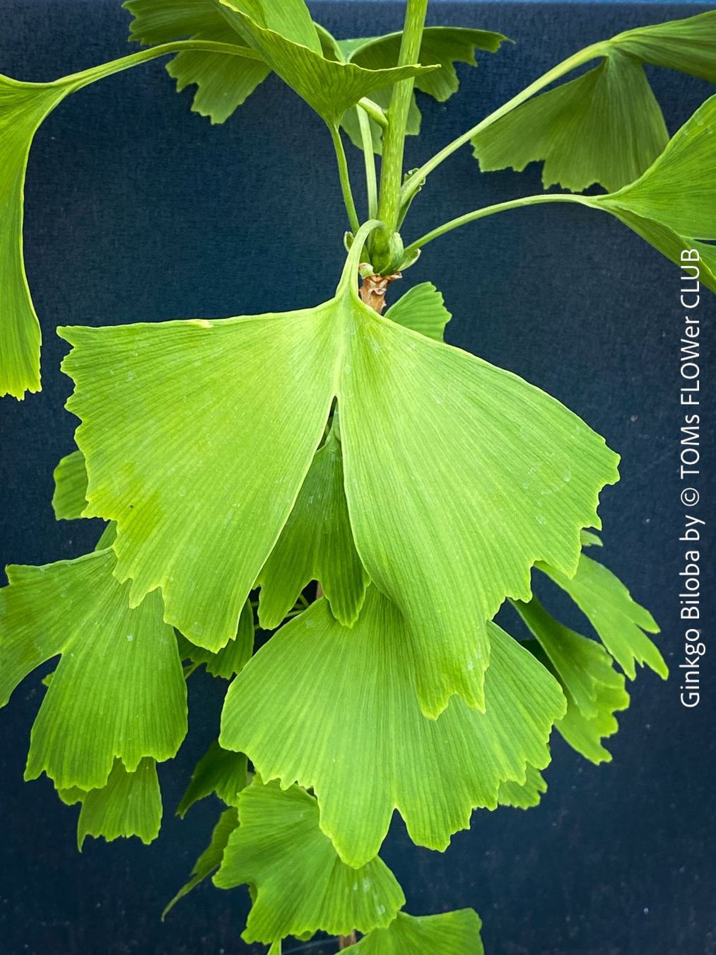 Piante & sementi: Ginkgo Biloba - Baum als ein lebendes Fossil – Nuovo e nell'imballaggio originale da Adliswil venduto da astom369 5