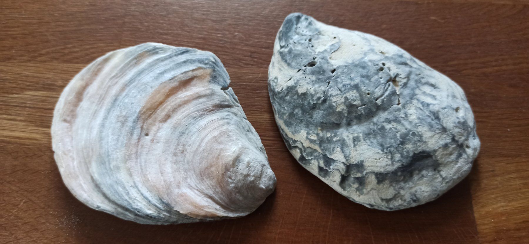 Alle Dekorationen: muscheln – Gebraucht aus Luzern von Hherger
