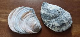 muscheln