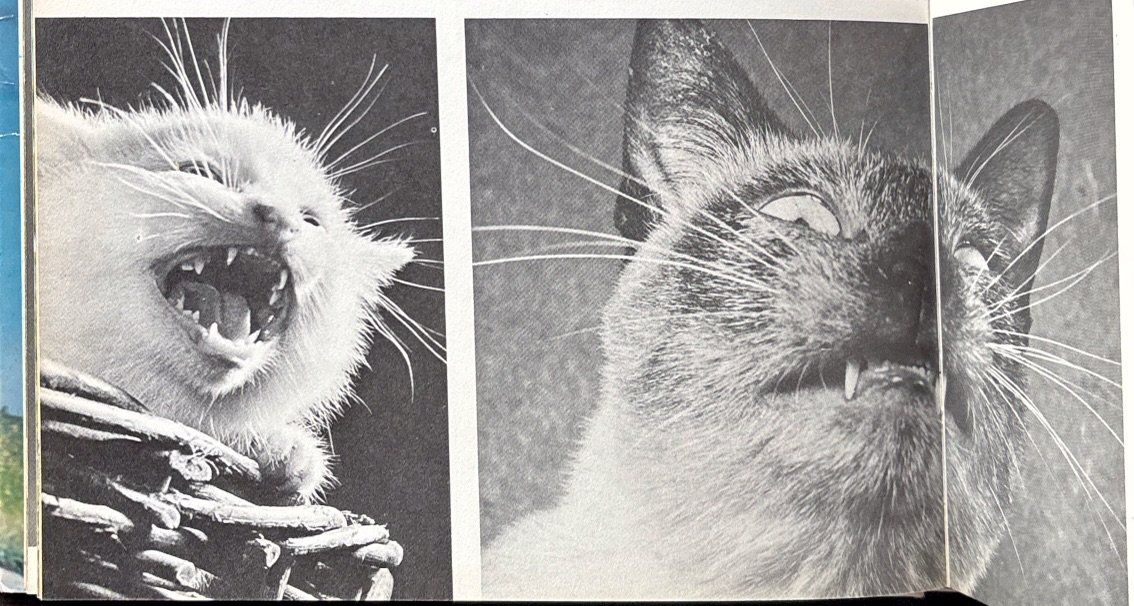 Libri: Katzen die wir lieben – Nuovo (secondo la descrizione) da Sarnen venduto da Livres 6