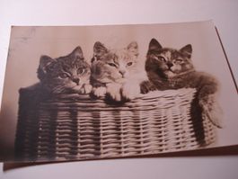 Hübsche Karte Katzen, 1932, gelaufen