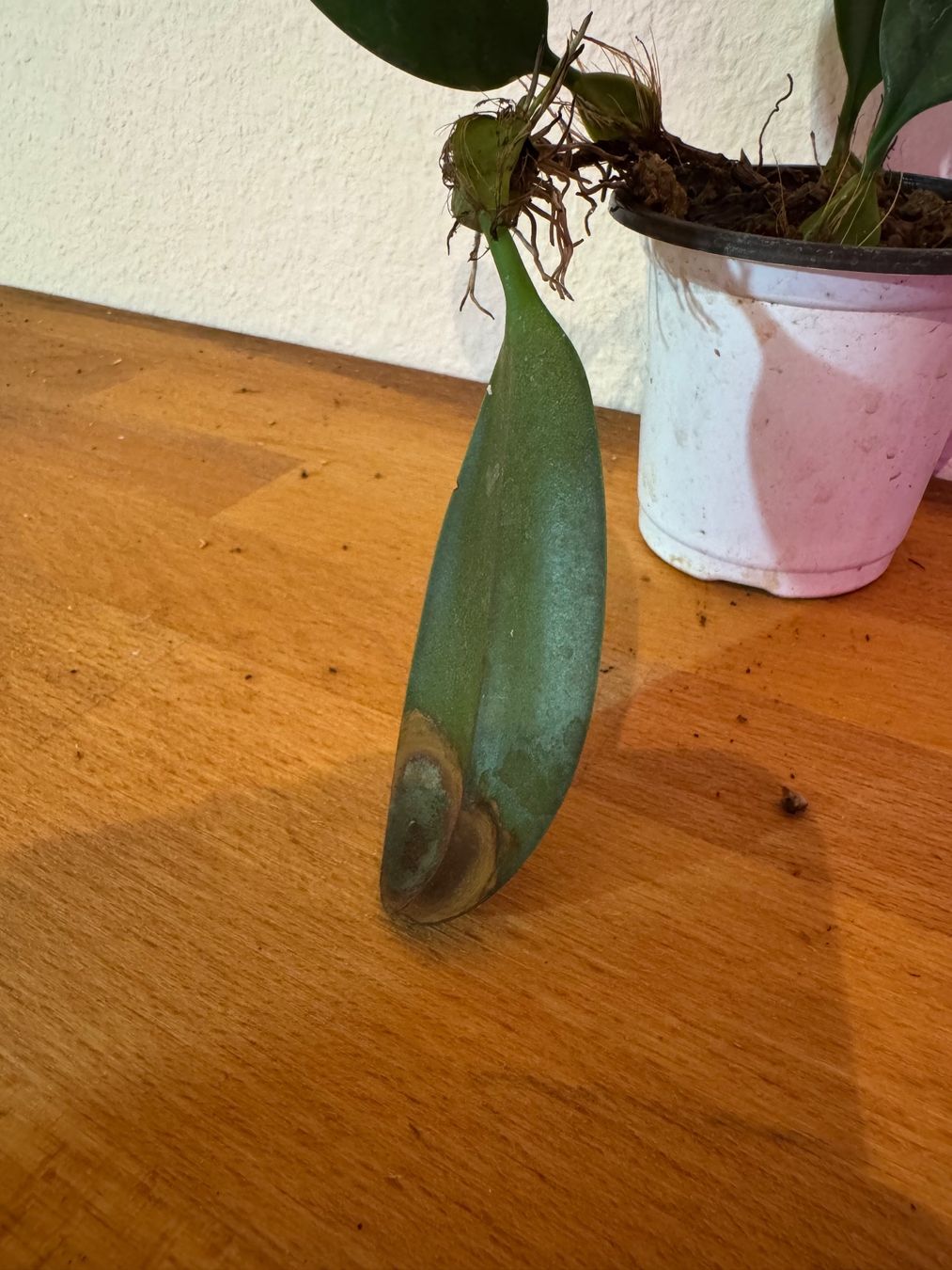 Plantes & graines: Bulbophyllum weberi – D'occasion à Männedorf par mrclst 7