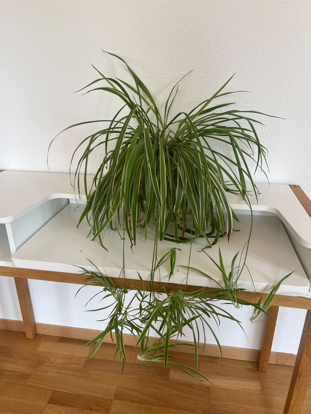 Plantes & graines: 4 Zimmerpflanzen – D'occasion à Ostermundigen par man_7dlv 2