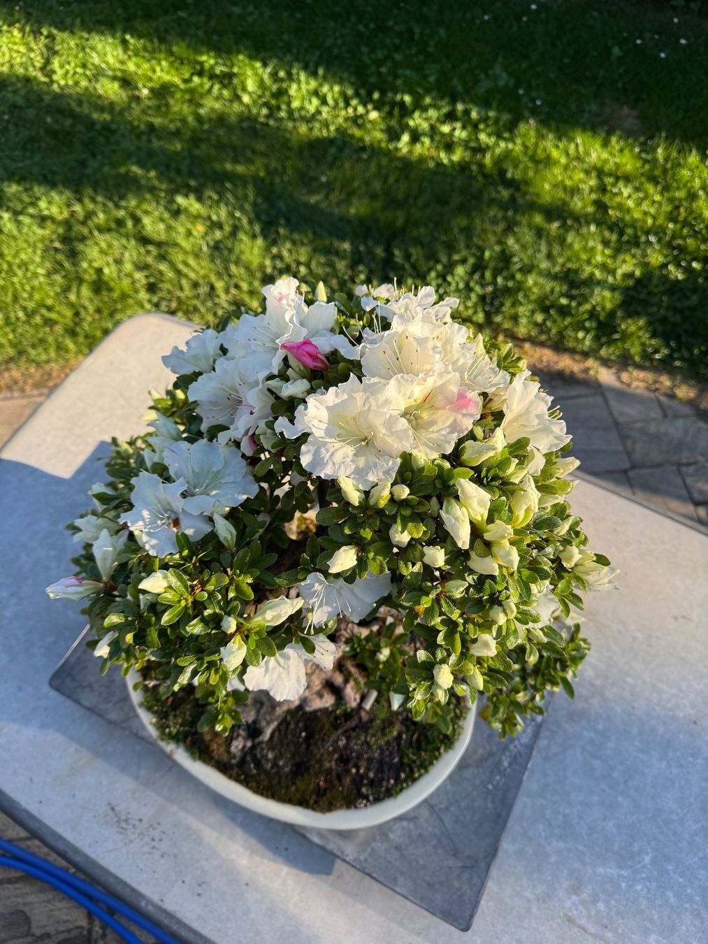 Piante & sementi: Bonsai exceptionel: Azalée du Japon – Usato da Epalinges venduto da Wimmsi