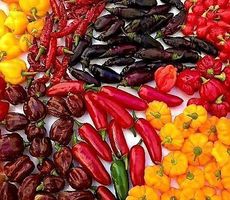 MIX 30 SAMEN GRAINES MEXICO HOT CHILIES TEX MEX‪‪‪‪‪