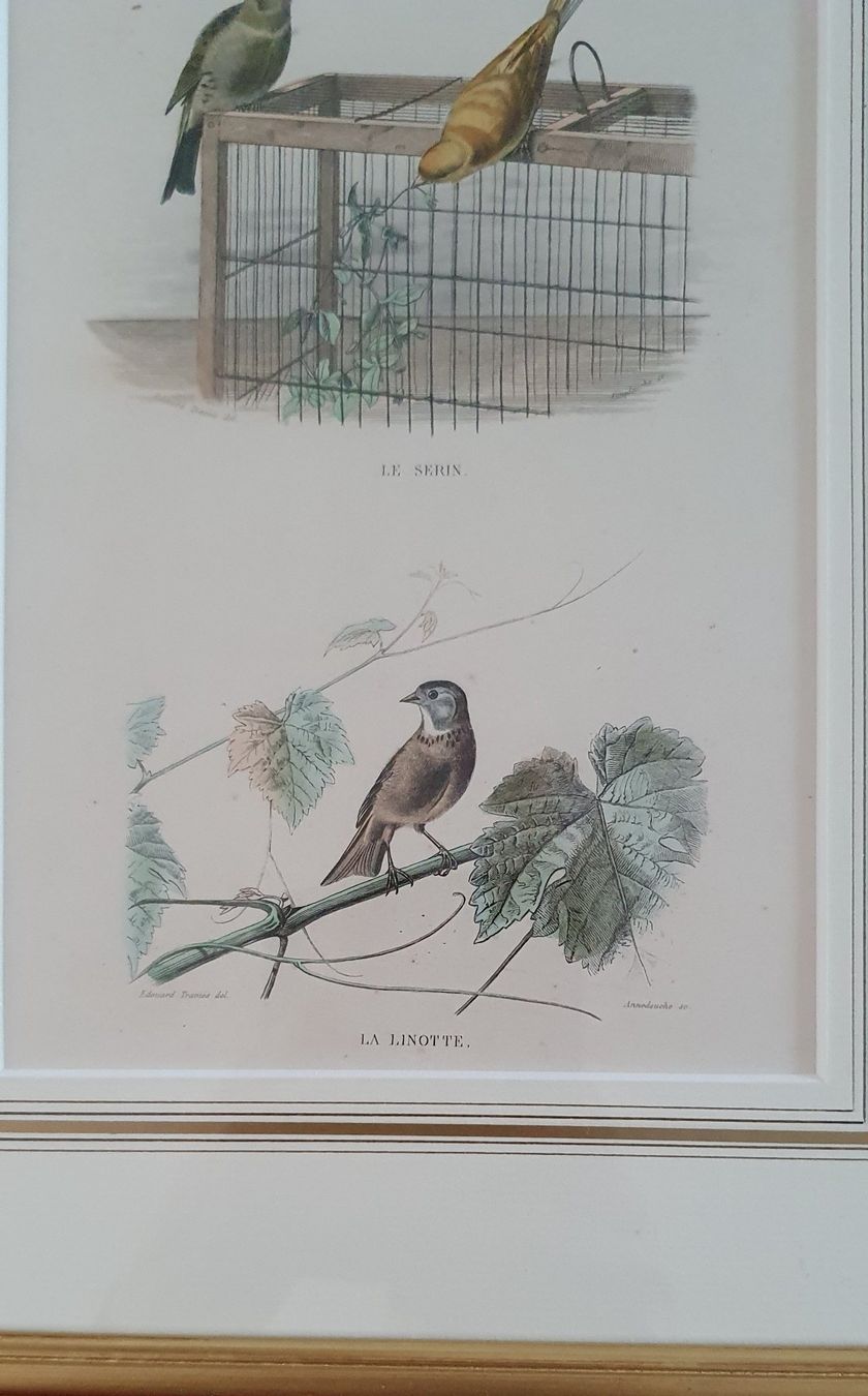 Gravures: Bild -  Vögeln - Girlitz - Stahlstich – D'occasion à Kreuzlingen par Rschweiz1 1