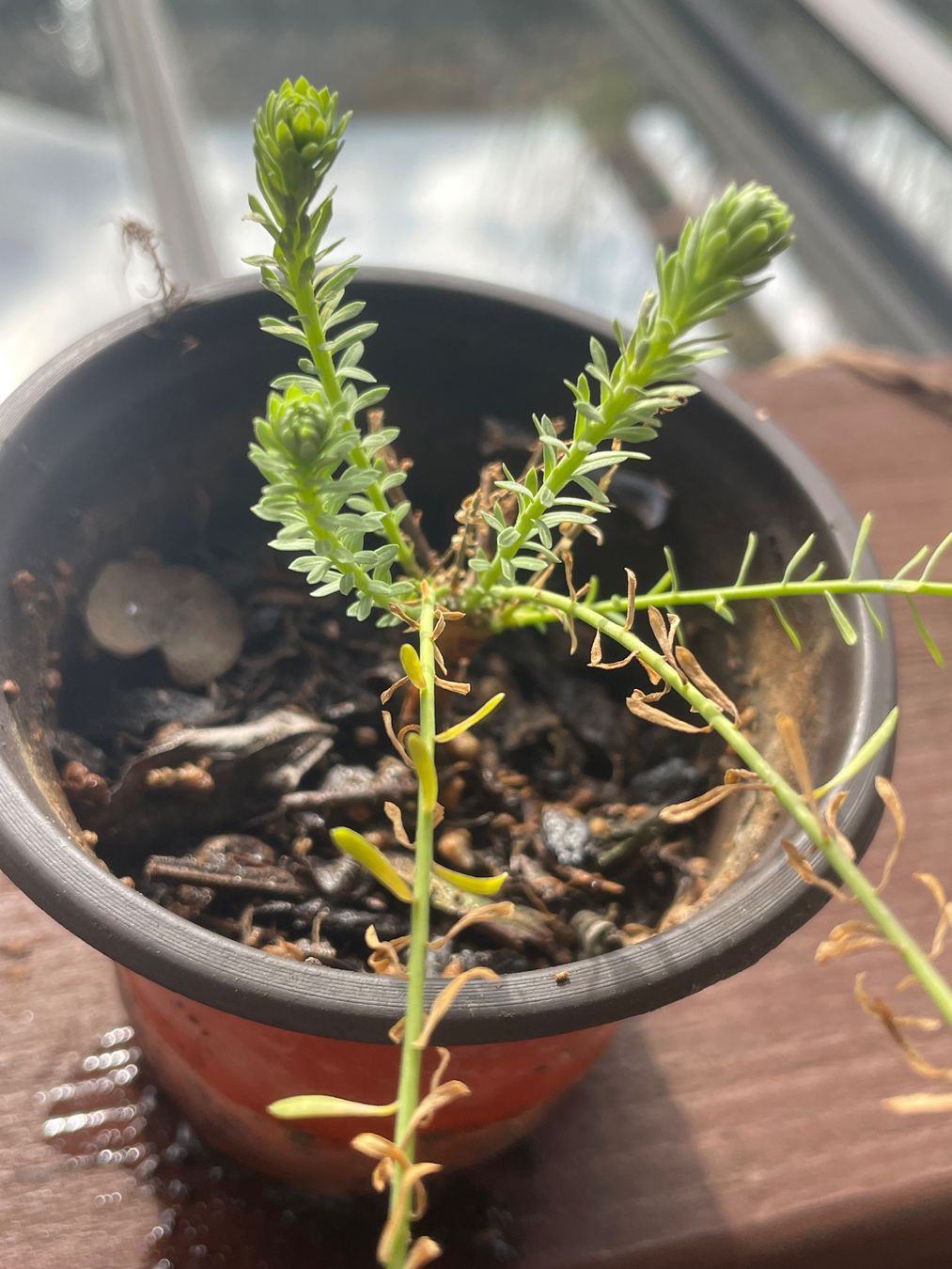 Piante & sementi: LINUM AUSTRIACUM - BLAUE STAUDEN - LEIN - HELLBLAU/BLAU – Nuovo (secondo la descrizione) da Buchs AG venduto da fischli610 8