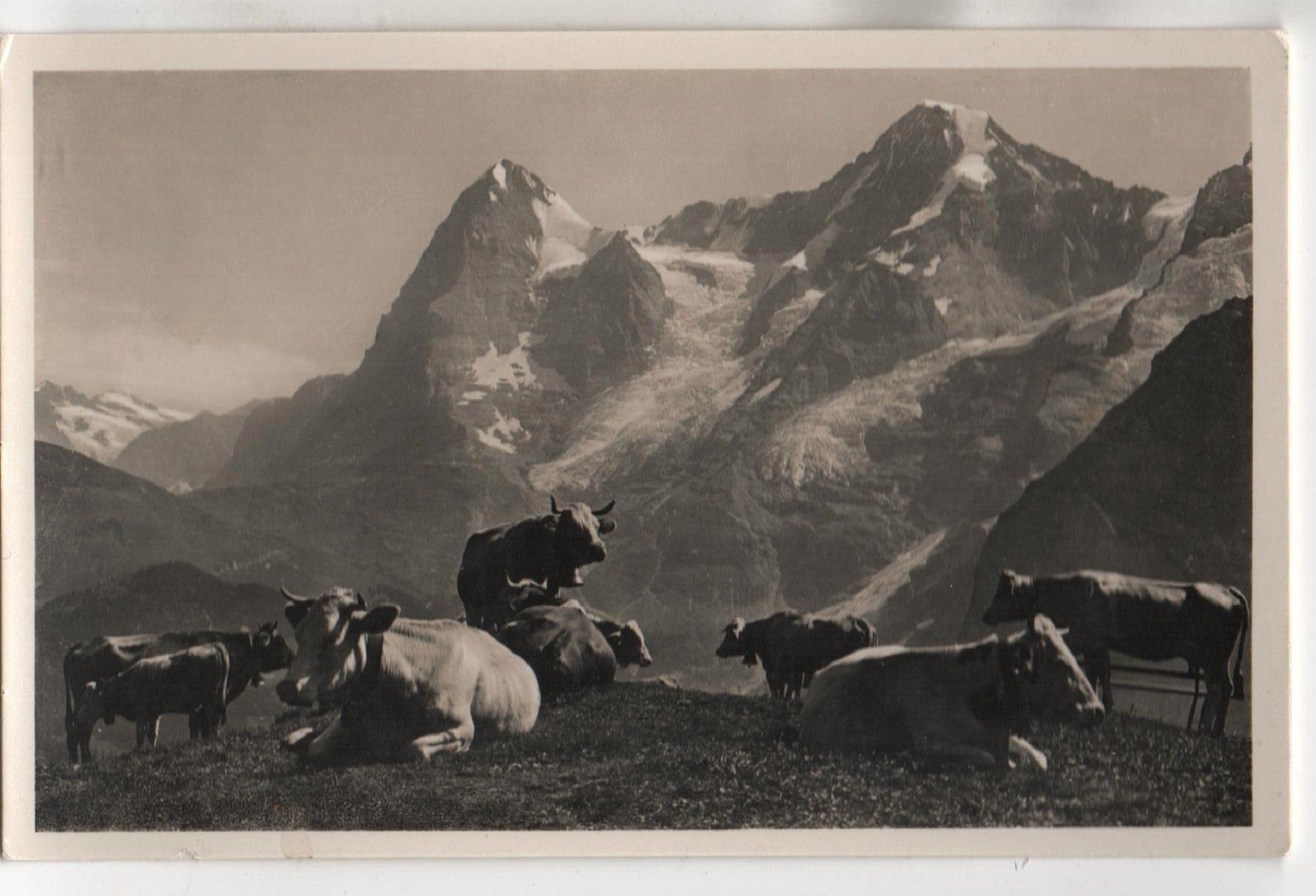 Cartes postales: KÜHE auf der Alp Nr. 7690 – Neuf (Voir description) à Jona par philajona