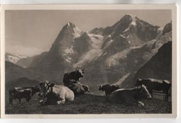 KÜHE auf der Alp Nr. 7690