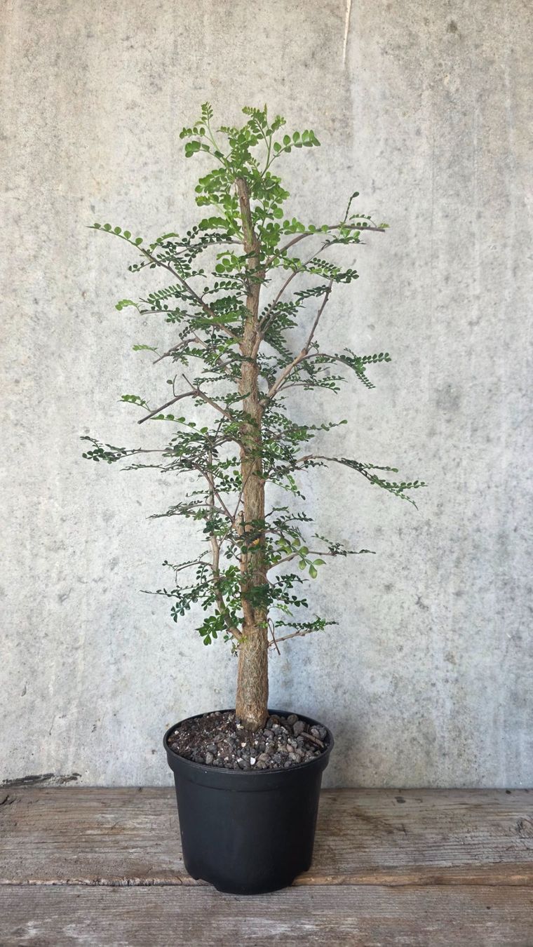 Plantes & graines: Operculicarya decaryi – Neuf (Voir description) à St.Erhard par Plumilandschweiz