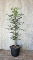 Operculicarya decaryi