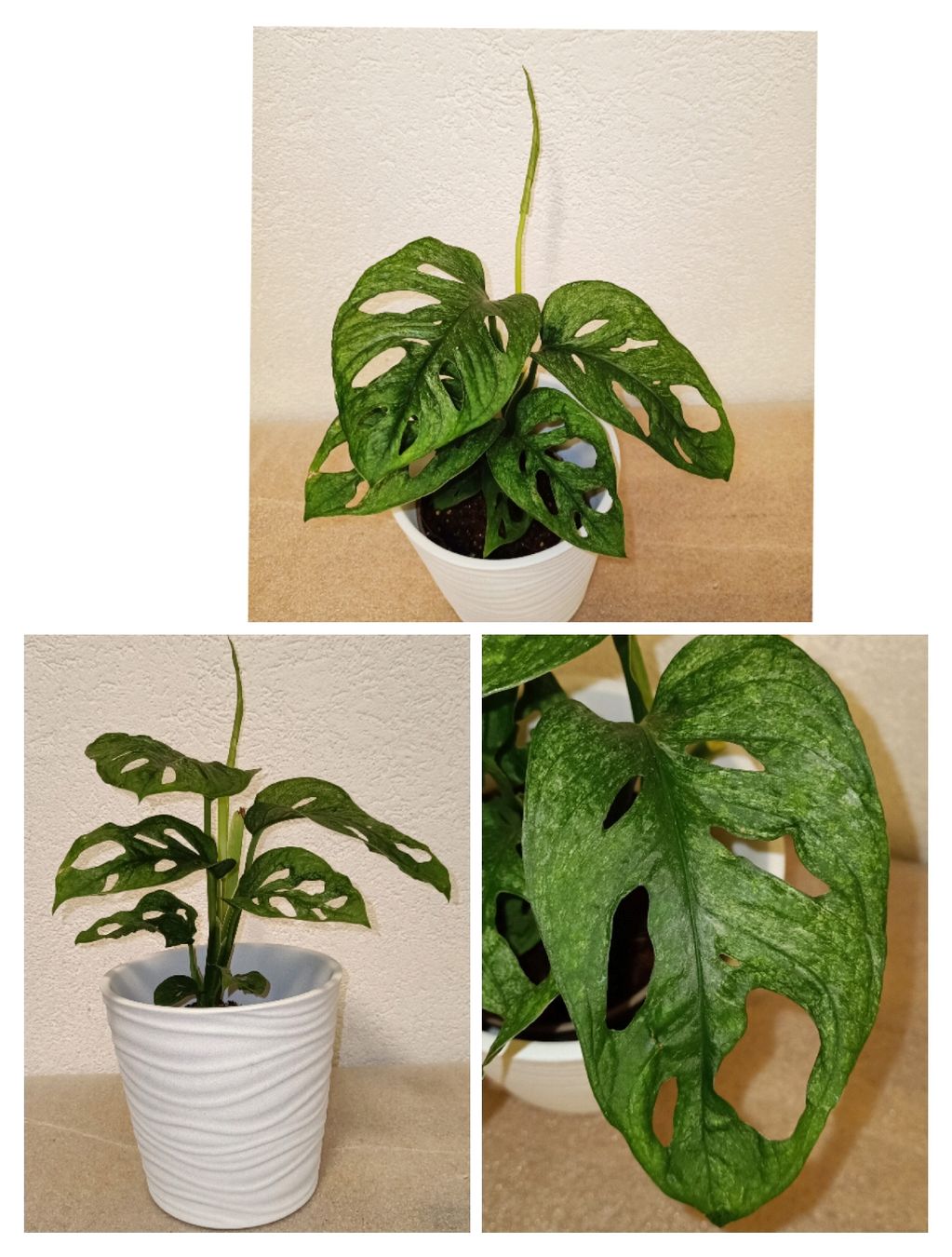Pflanzen & Samen: Monstera Adansonii Mint – Neu (gemäss Beschreibung) aus schöftland von UniquePlants