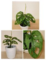 Monstera Adansonii Mint