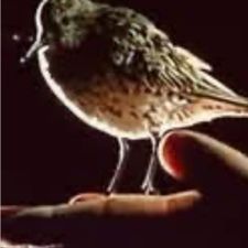 Profile image of Palain13