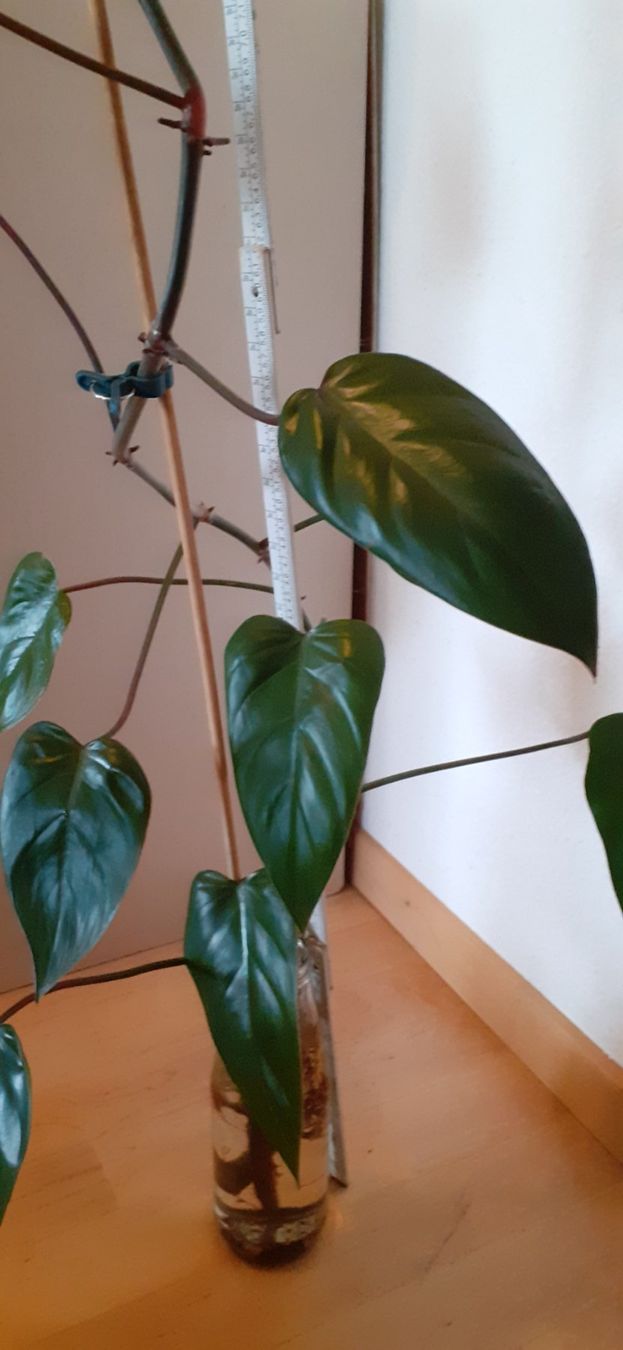 Plantes & graines: Junge Red Amerald Philodendron-Pflanze im Wasserglas – Neuf (Voir description) à Kilchberg ZH par hobbysale01 1