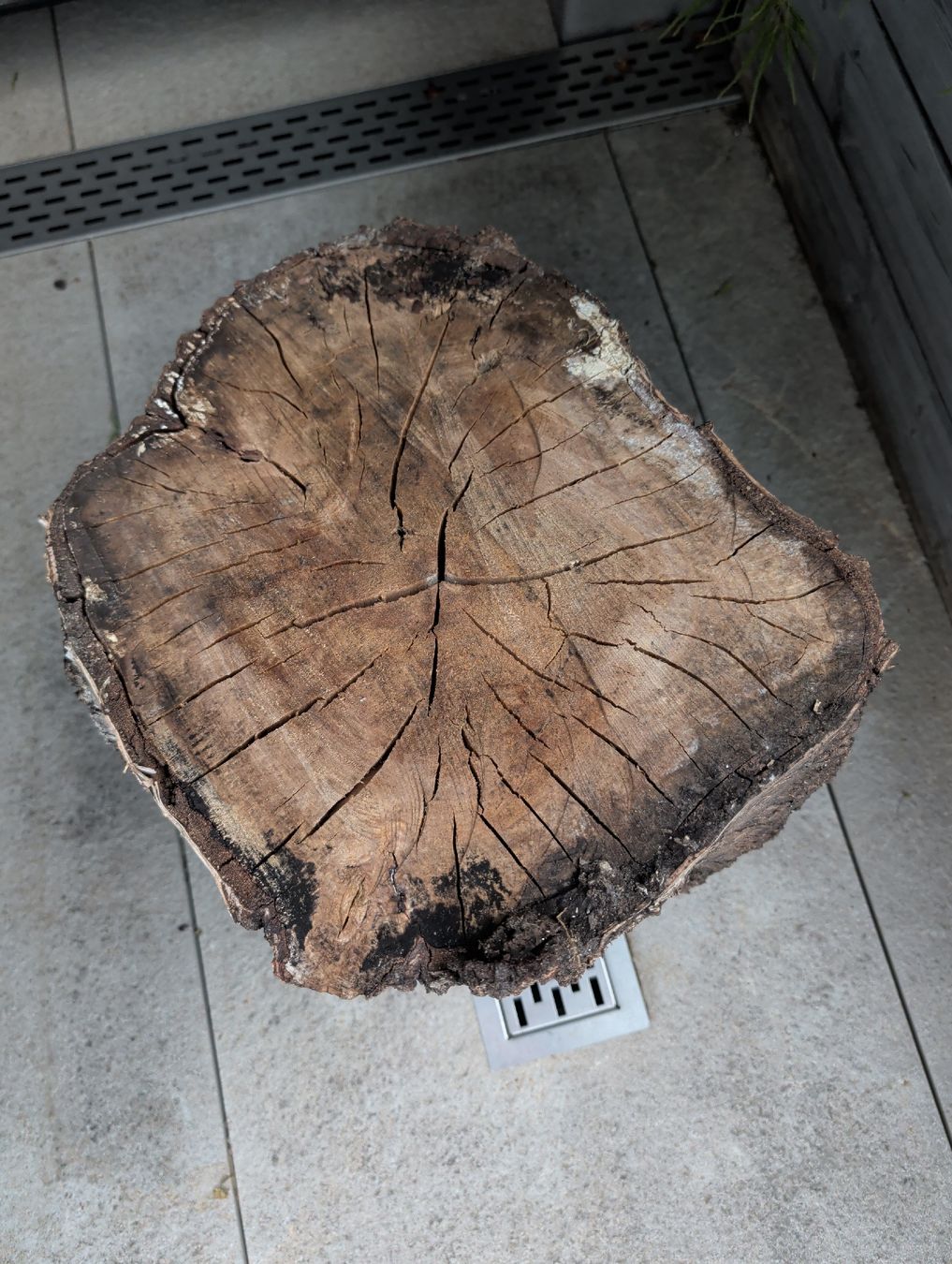 Holzartikel: Baumstamm Birke – Gebraucht aus Unterengstringen von MrBruno81 2