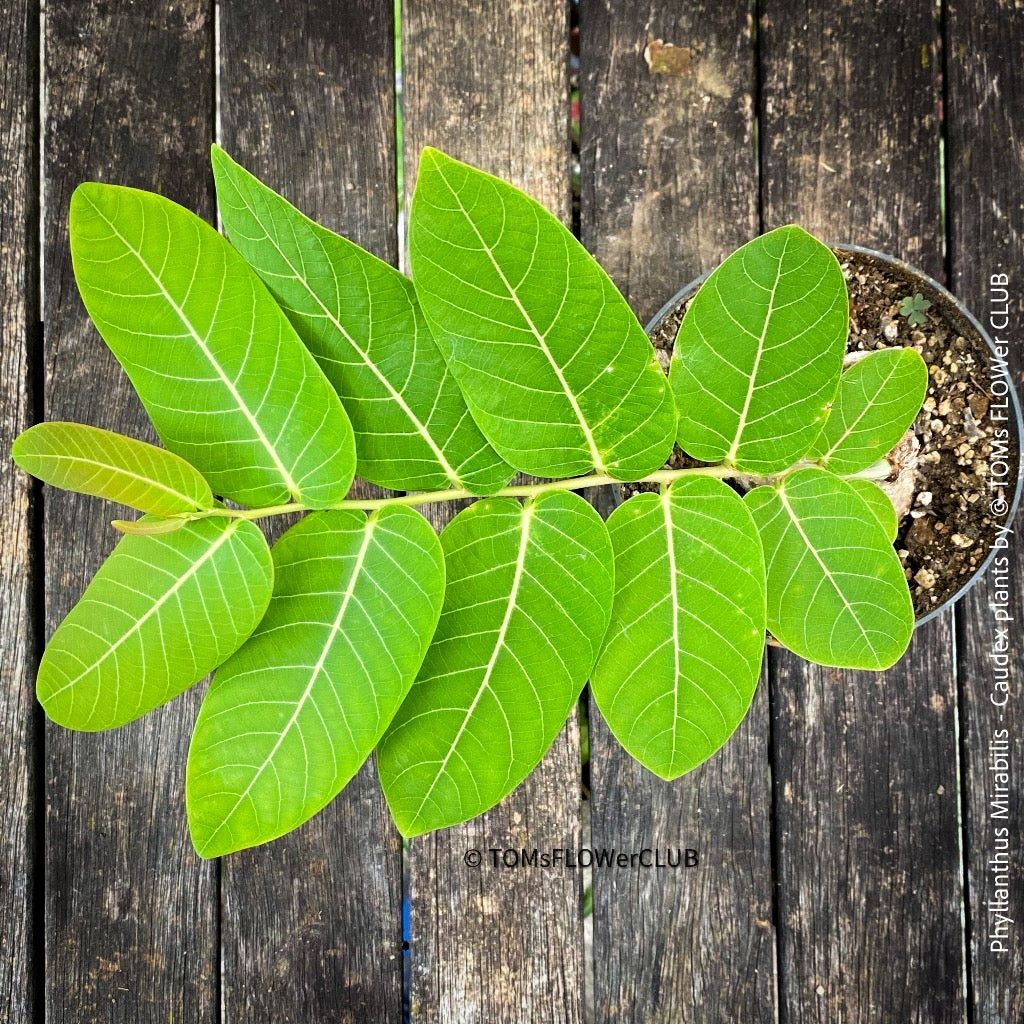Piante & sementi: Phyllanthus Mirabilis - einzigartige "Buddha Belly Plant" – Nuovo e nell'imballaggio originale da Adliswil venduto da astom369 3