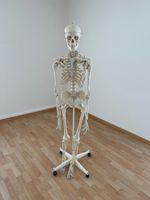 Menschliches Anatomie Skelett (lebensgross, ca. 180 cm)