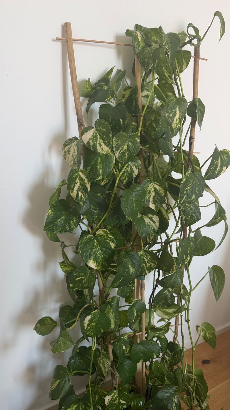 Piante & sementi: Zimmerpflanze Efeutute Epipremnum Aureum zu verschenken – Usato da Dielsdorf venduto da l.ens 1