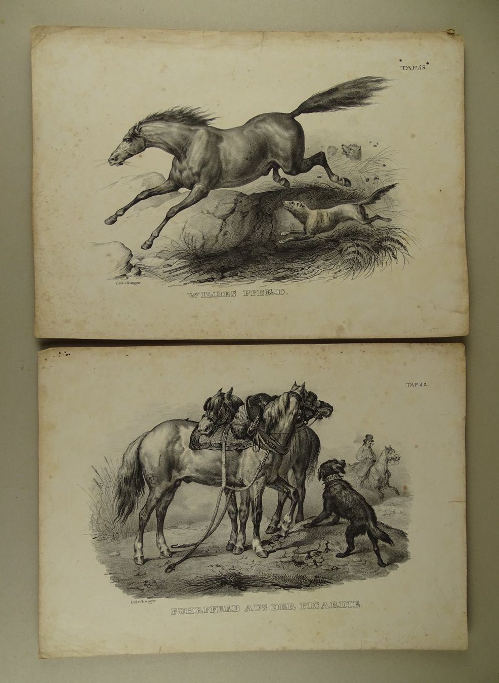 Incisioni: PFERDE, 12 LITHOGRAPHIEN 1840 – Usato da Grüningen venduto da Kartensammler 5