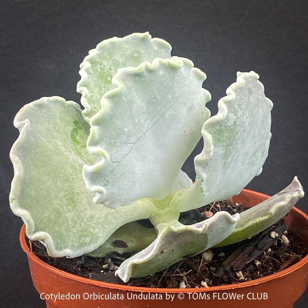 Piante & sementi: Cotyledon Orbiculata var. Undulata mit silberblauen Blättern – Nuovo e nell'imballaggio originale da Adliswil venduto da astom369 5