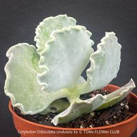 Cotyledon Orbiculata var. Undulata mit silberblauen Blättern