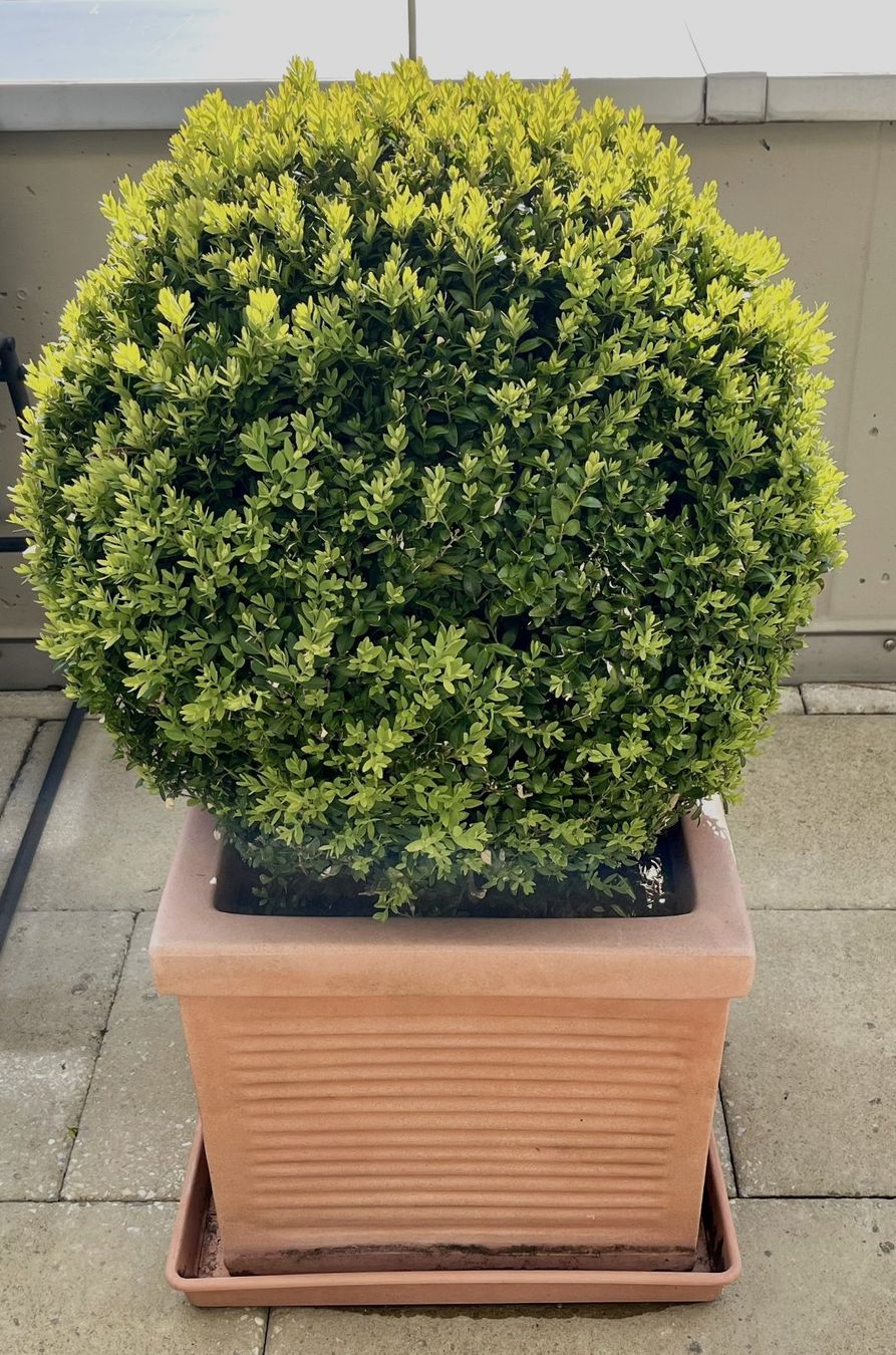 Pflanzen & Samen: Buxus Buchs Buchsbaum Kugelform mit Topf winterhart 30 Jahre – Gebraucht aus Wangen b. Olten von Buntgemischt 1
