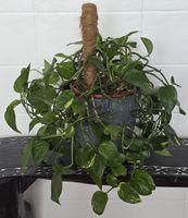 🌿 Epipremnum aureum, rankende Grünlilie mit Topf 🌿