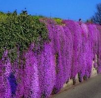 50 SAMEN GRAINES SEMI SEEDS СЕМЯН Kletterpflanze "Blaukissen