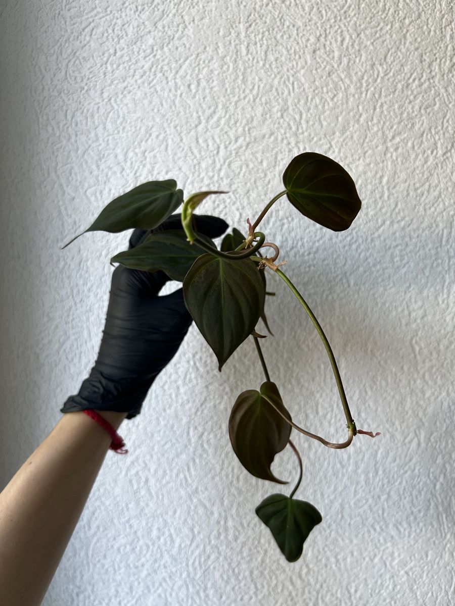 Plantes & graines: Boutures Philodendron Micans – D'occasion à Develier par mel_qd2m