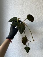 Boutures Philodendron Micans