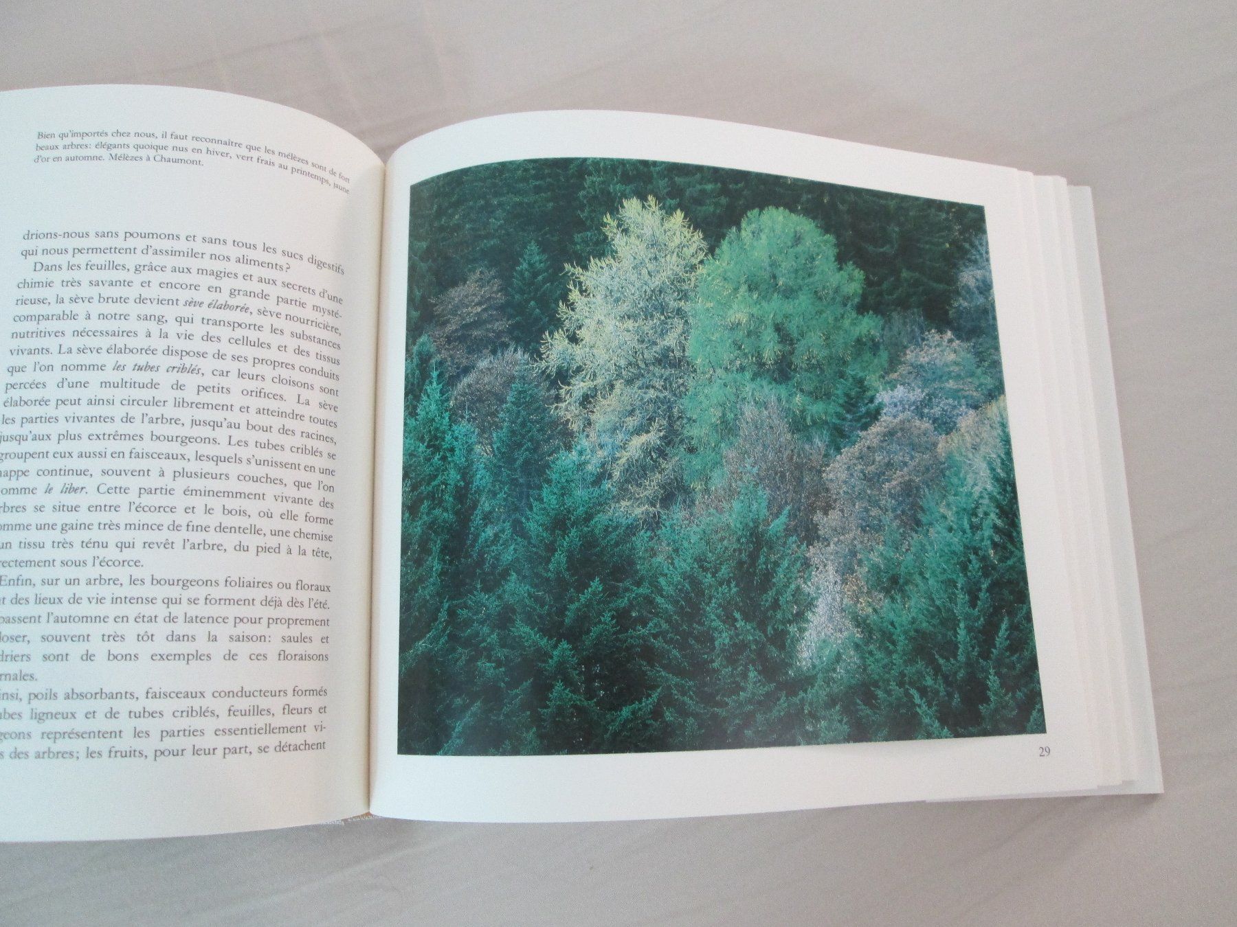 Libri: La forêt neuchâteloise – Usato da Neuchâtel venduto da Dualseele 7