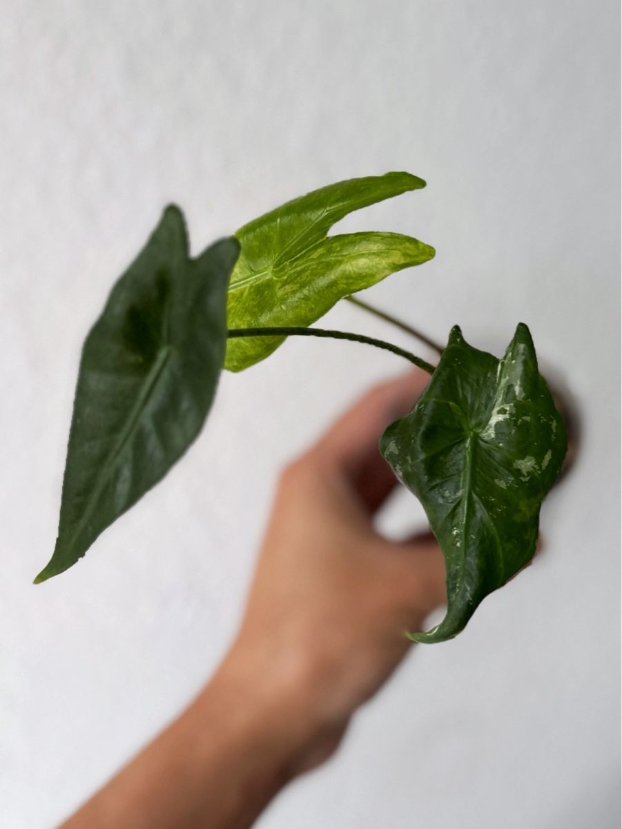 Piante & sementi: Alocasia Longiloba Albo – Nuovo (secondo la descrizione) da Bern venduto da Lucas_Ma 1