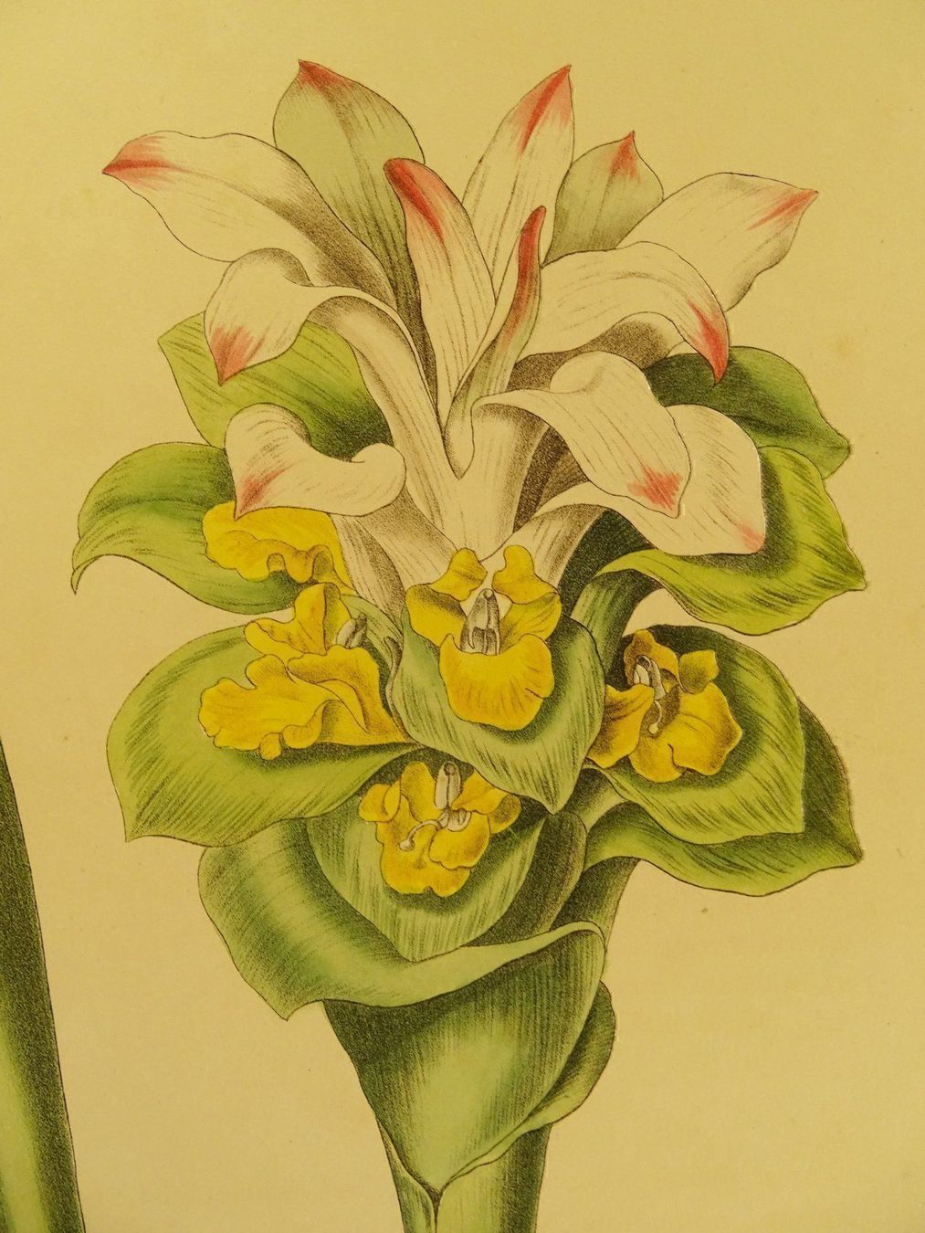 Grafica & Litografie: CURCUMA ZEDOARIA, LITHOGRAPHIE UM 1880 – Usato da Grüningen venduto da Kartensammler 2