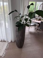 Einblatt mit hohem Pflanztopf in Braun gebraucht