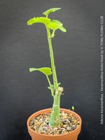 Adenia Keramanthus - seltene skulpturale Caudexpflanze