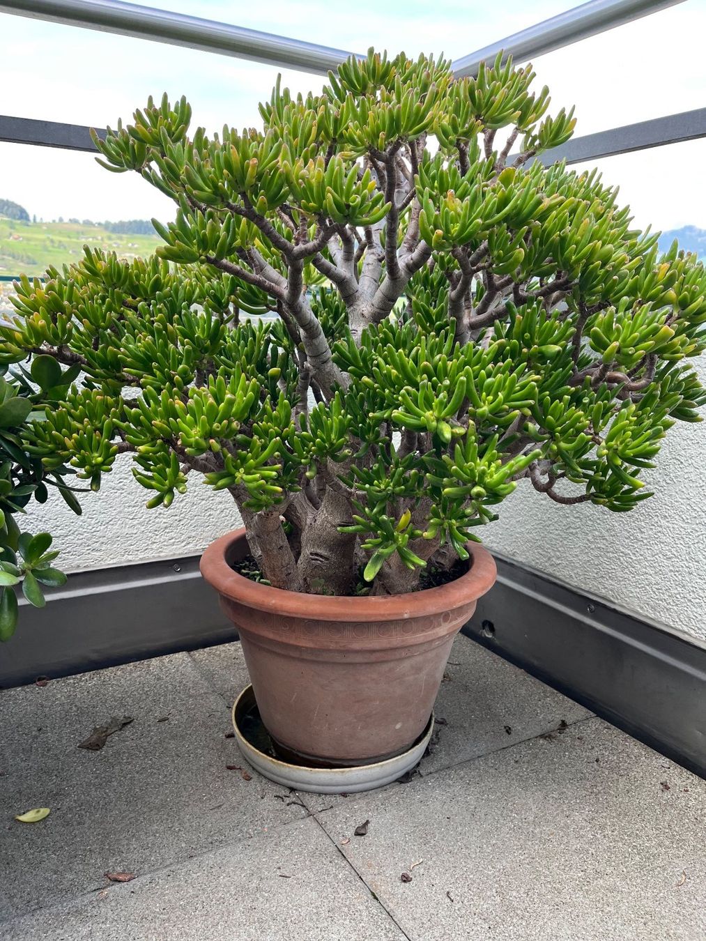 Plantes & graines: Grassula  Geldbaum – D'occasion à Buochs par Fuerbi