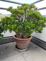 Grassula  Geldbaum