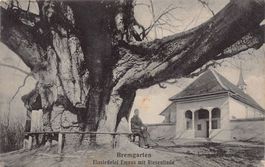 Bremgarten, Riesenlinde bei Einsiedelei Emaus, gel. 1913