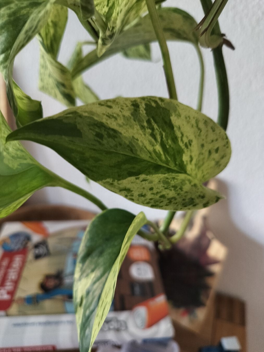 Piante & sementi: Zimmerpflanze Epipremnum Aureum "Marble Queen" pflanze – Nuovo (secondo la descrizione) da Urdorf venduto da jazz1984 1