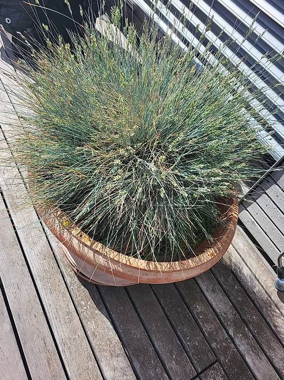 Pflanzen & Samen: Gratis 2 grosse Blauschwingel – Gebraucht aus Willerzell von Valea4 1