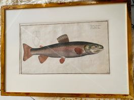 Antiker Kupferstich um 1750 "Salmo Alpinus" Forelle gerahmt